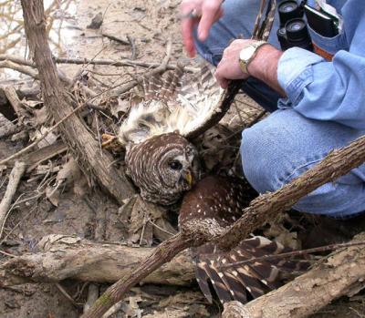 Barred Owl