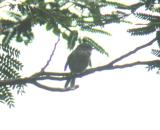 Japanese Bush-Warbler