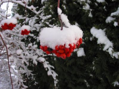 Winterberries 2