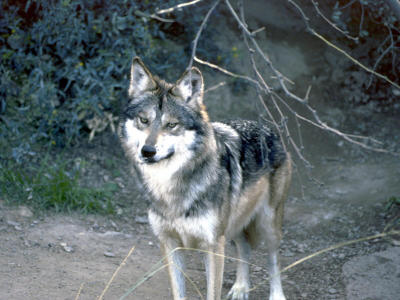 Mexican wolf