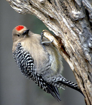 Gila Woodpecker
