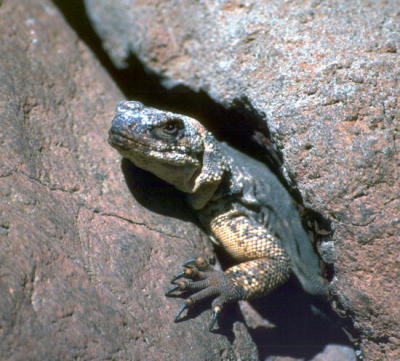 Iguana
