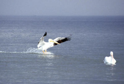White Pelicans
