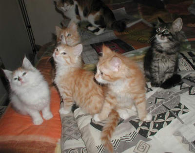 The kittens at 9 weeks - almost teenagers:-)       9-viikkoiset riiviöt lähikuvassa