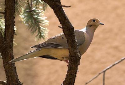 Mourning Dove