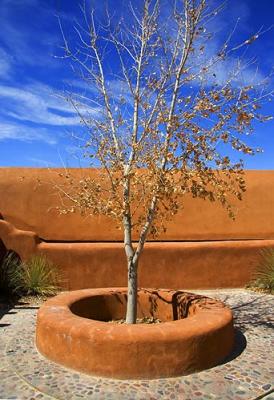 Tree in a Courtyard