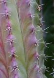 Cactus Closeup2