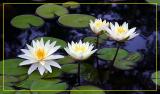 The Lillies and Lotus Flowers of Nayag Park