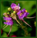 A Floral Mating Dance