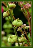 Some Buds in Shakespeares Garden