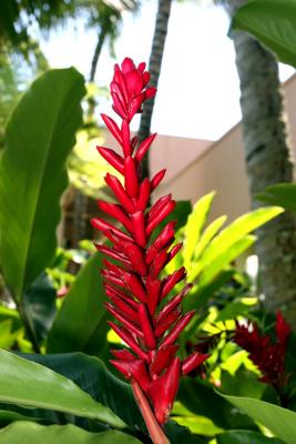 redflower
