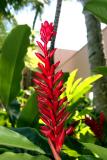 redflower