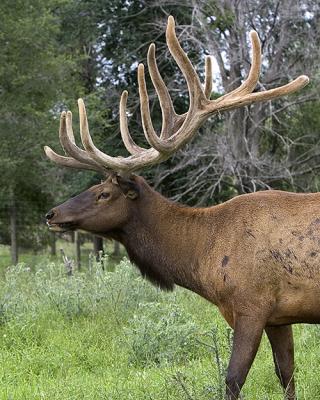Elk Farm