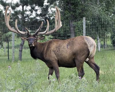 Elk farm