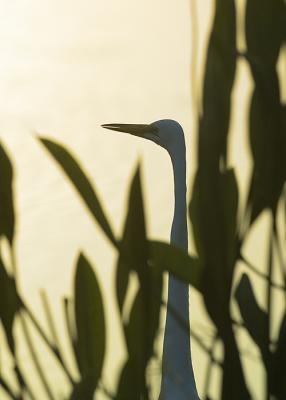 Egret at Dawn