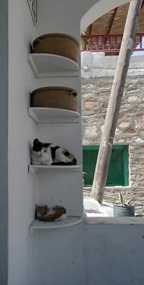 Cats and Pots