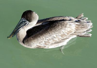 Brown Pelican from Naples Pier