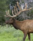 Elk Farm