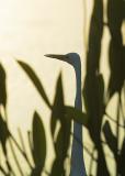 Egret at Dawn