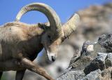 Mountain Sheep
