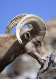 Mountain Sheep