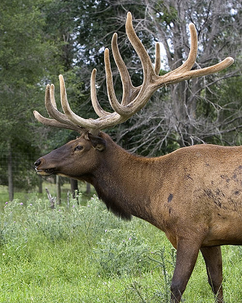 Elk Farm