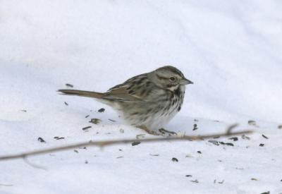 Wildwing Song Sparrow