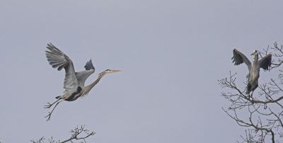 Wildwing Lake heron