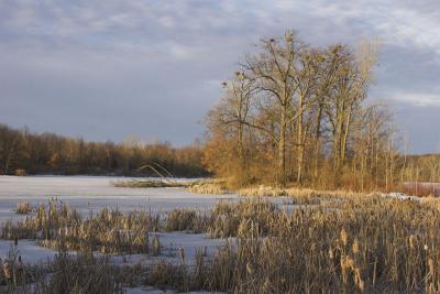 Wildwing lake, cold morning