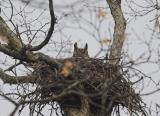 Saline owl