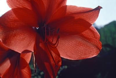 Sunlight Through Petals II