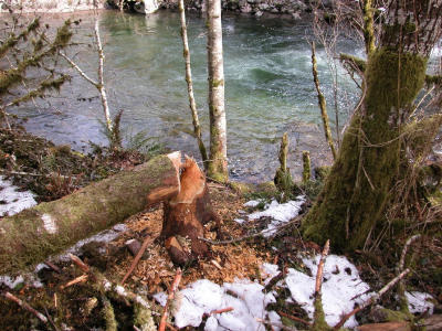 beaver1.jpg
