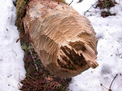 beaver2.jpg