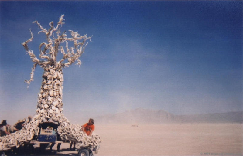 Bonetree in the storm