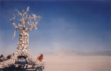 Bonetree in the storm