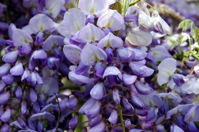 Wisteria