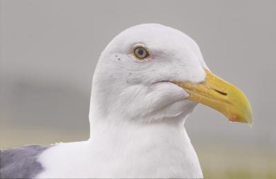 IMG26106bird.jpg