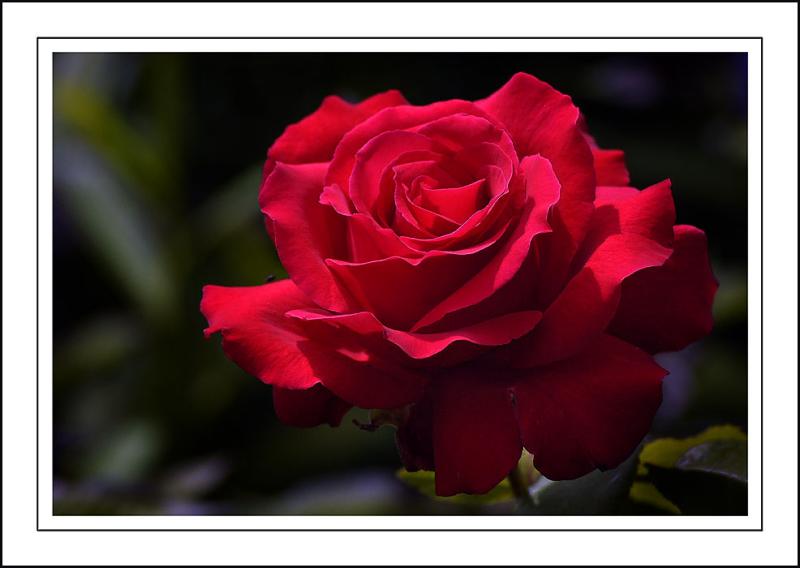Rich red rose