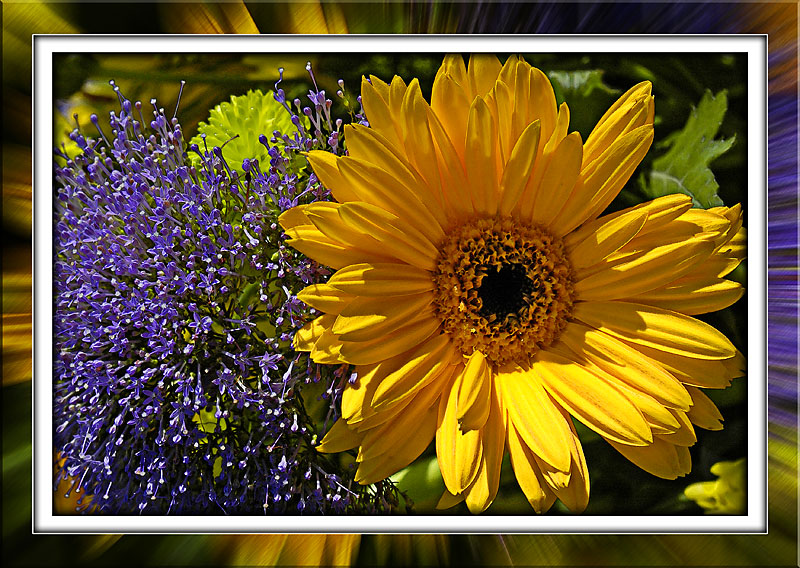 Another splash of colour! (655)