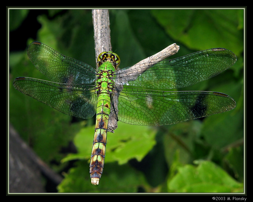 Eastern Pondhawk (Erythemis simplicicollis)