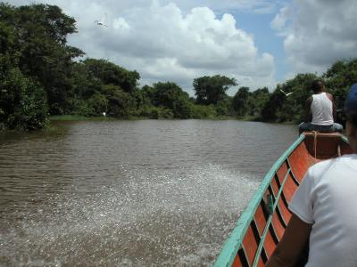 Searching for river dolphin