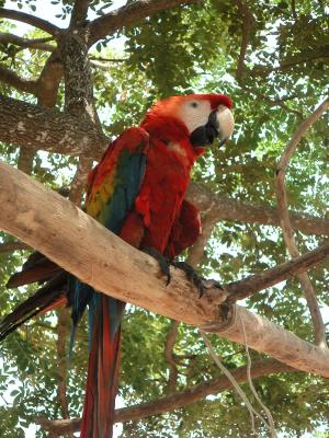 Pet macaw
