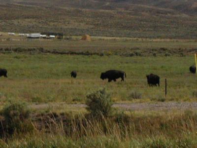 Buffalo in Maybell,CO. 9-8-02.JPG