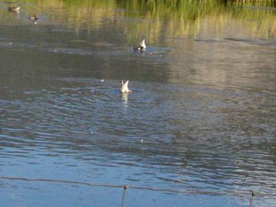 Ducks fishing at Natural Elf refuge 9-9-02..1.JPG