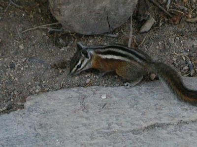 u7/mrtea630/medium/6547648.BryceCanyonNationalParkBrycePoint91502.12.jpg