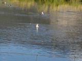 Ducks fishing at Natural Elf refuge 9-9-02..1.JPG
