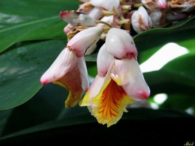 Blooming Orchid.jpg(170)