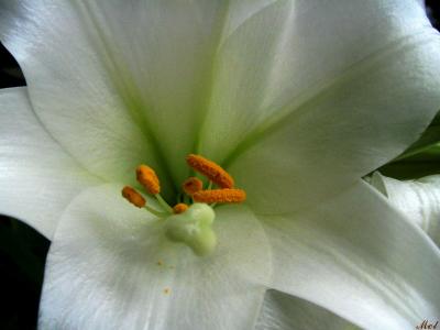 Center of a Lily.jpg(142)