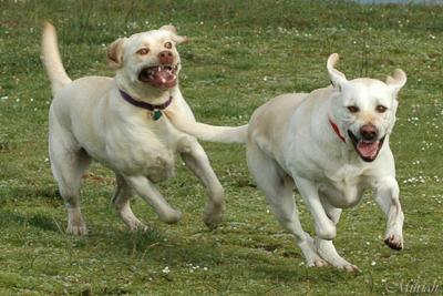 Run