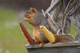 Fox Squirrel